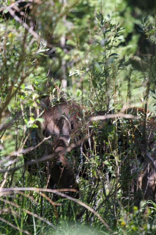 2010-08-21 10:55:18 ** Moose, Uinta Mountains ** 