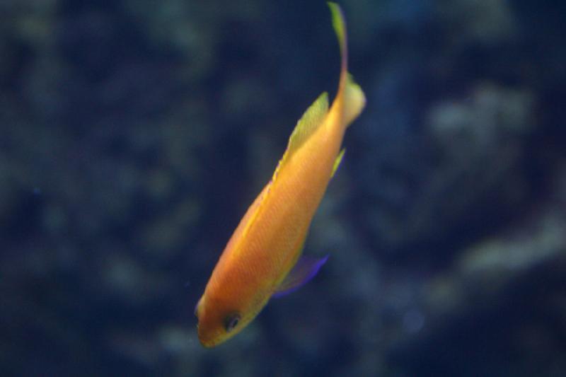 2007-10-13 10:37:00 ** Aquarium, California, Zoo ** Orange Fish. 2007-10-13 10:37:00 ** Aquarium, California, Zoo ** Orange Fish.