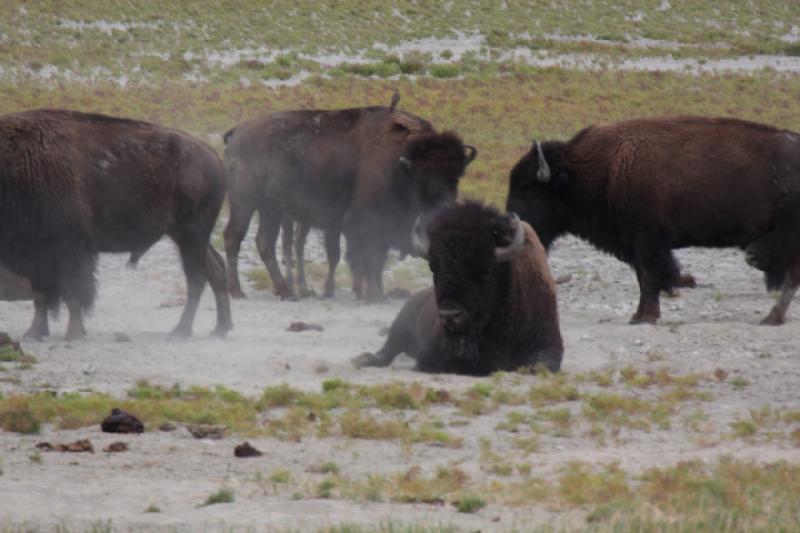 2013-08-24 15:15:15 ** Antelope Island, Bison, Utah ** 