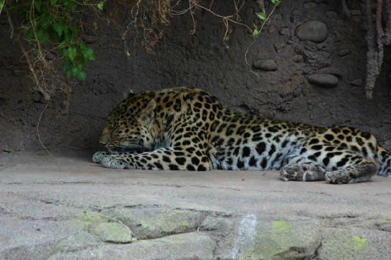 2007-05-06 16:12:26 ** Utah, Zoo ** Leopard.