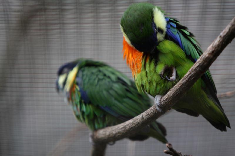 2010-04-13 17:06:45 ** Deutschland, Walsrode, Zoo ** 