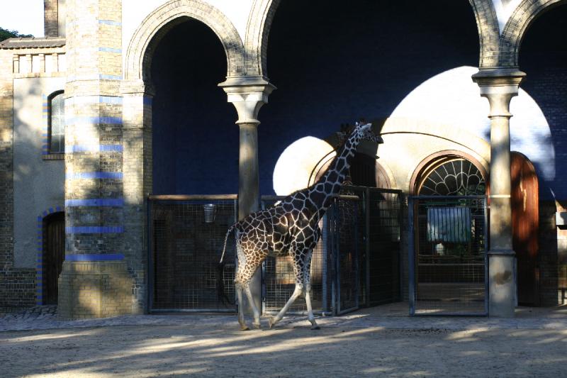 2005-08-24 17:45:16 ** Berlin, Germany, Zoo ** Giraffe.