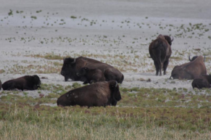 2013-08-24 13:50:29 ** Antelope Island, Bison, Utah ** 