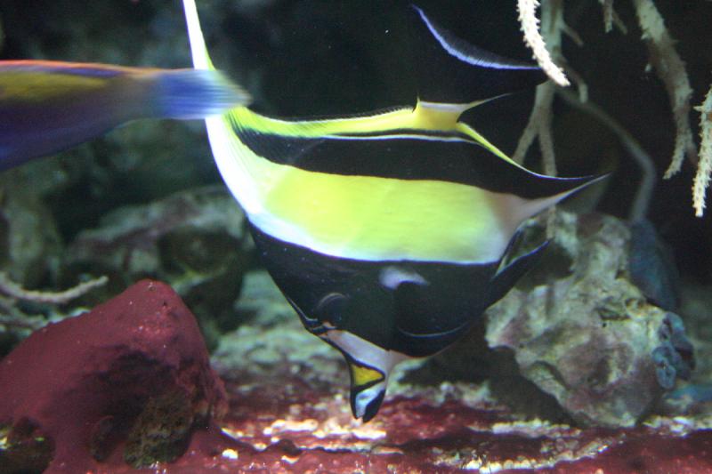 2005-08-25 14:23:42 ** Aquarium, Berlin, Germany, Zoo ** Fish in a salt water tank.