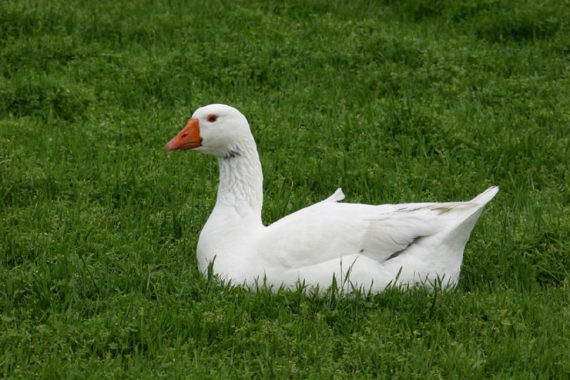 2005-05-07 15:06:36 ** Oregon, Roseburg, Zoo ** That's why I took another photo of the goose.