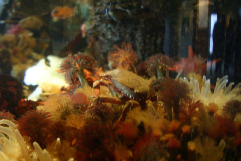 2007-09-01 11:05:04 ** Aquarium, Seattle ** Crab.