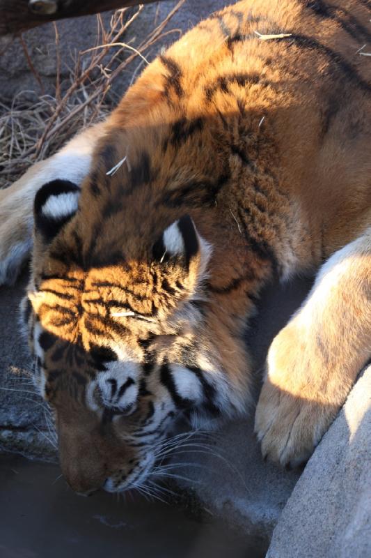 2011-01-23 16:37:52 ** Tiger, Utah, Zoo ** 