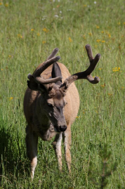 2009-08-05 08:59:56 ** Deer, Yellowstone National Park ** 