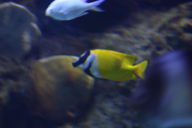 2007-10-13 10:36:20 ** Aquarium, California, Zoo ** Yellow fish inside the Pacific Coast Aquarium in Long Beach south of Los Angeles. 2007-10-13 10:36:20 ** Aquarium, California, Zoo ** Yellow fish inside the Pacific Coast Aquarium in Long Beach south of Los Angeles.