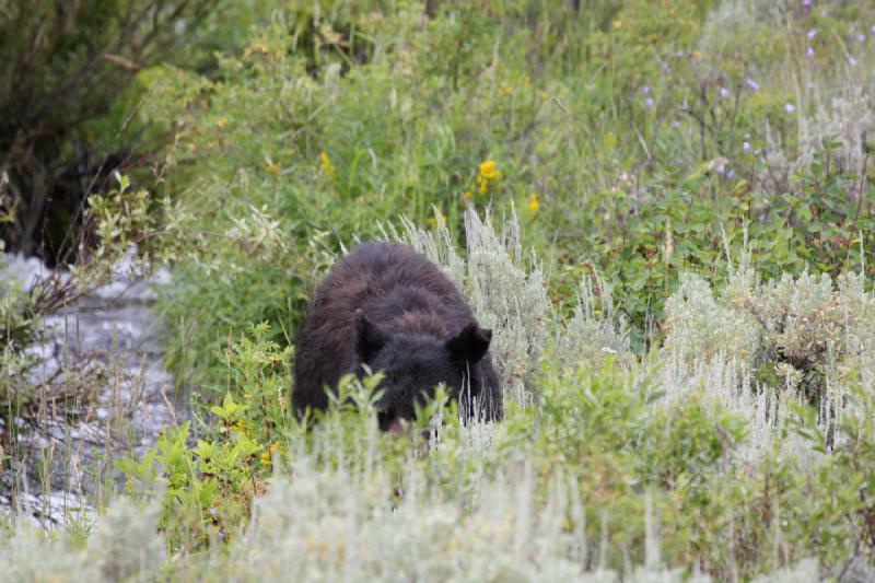 2009-08-05 14:07:59 ** Black Bear, Yellowstone National Park ** 