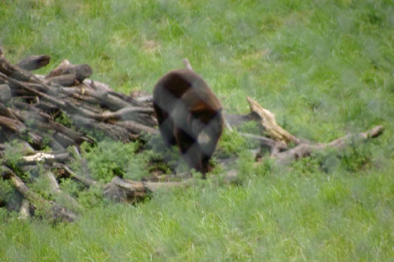 2005-05-07 14:55:20 ** Oregon, Roseburg, Zoo ** Another bear.
