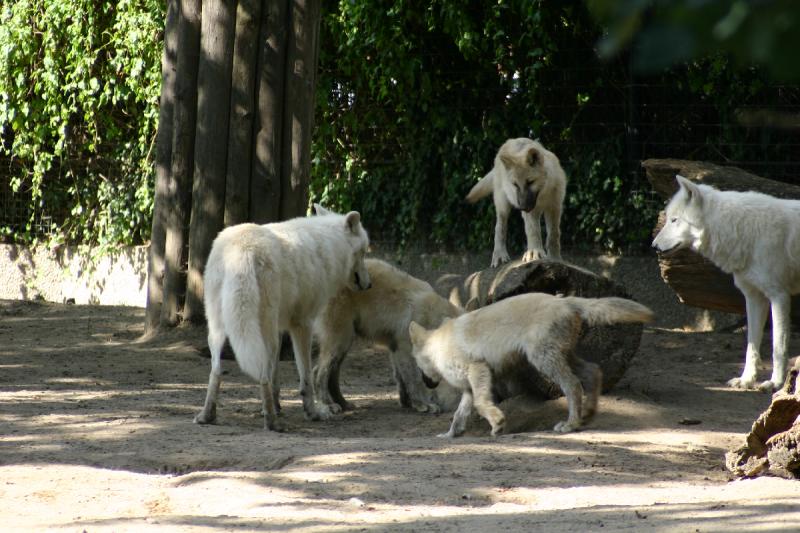 2005-08-24 14:48:22 ** Berlin, Deutschland, Zoo ** Polarwölfe.