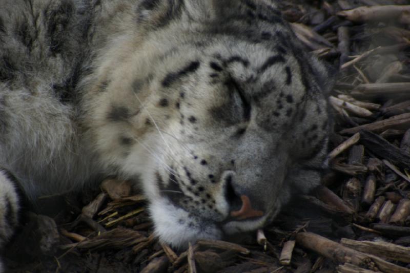 2007-03-11 14:28:42 ** Utah, Zoo ** Schneeleopard.