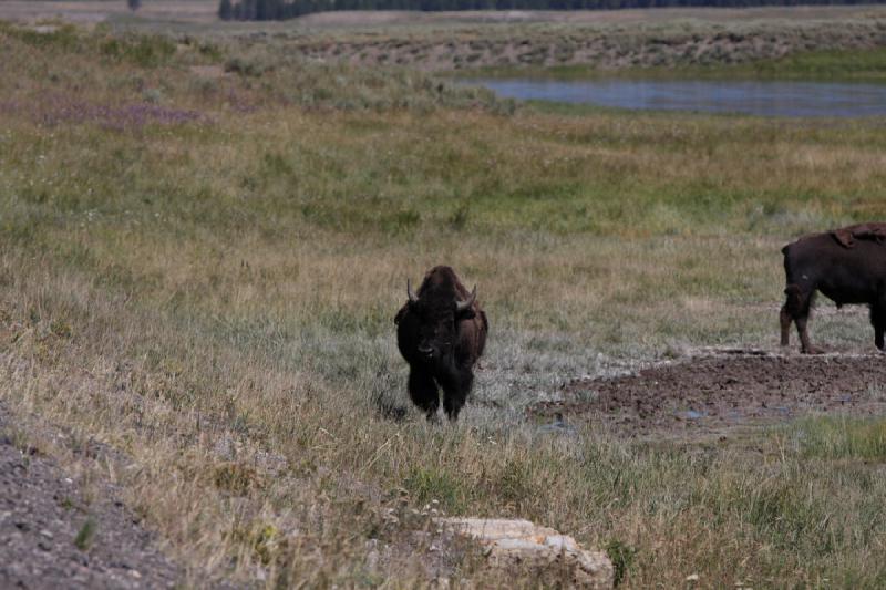 2008-08-16 11:36:28 ** Bison, Yellowstone Nationalpark ** 