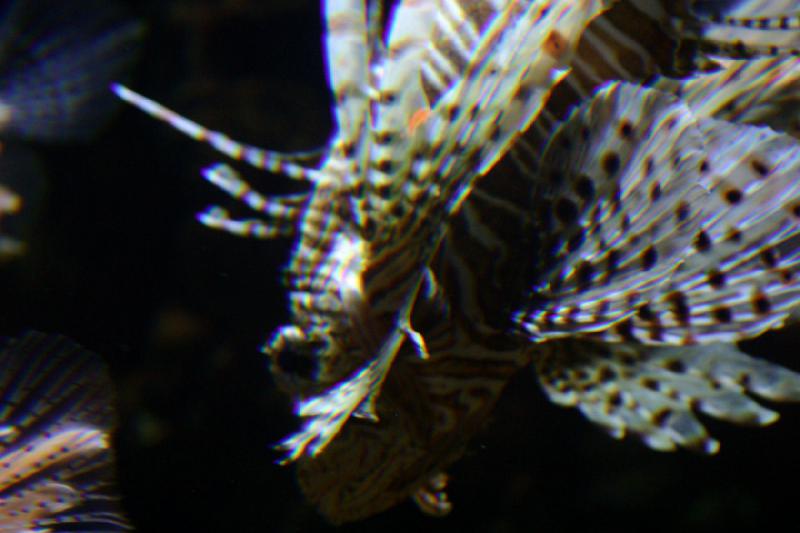 2007-10-13 12:56:22 ** Aquarium, California, Zoo ** Lionfish. 2007-10-13 12:56:22 ** Aquarium, California, Zoo ** Lionfish.
