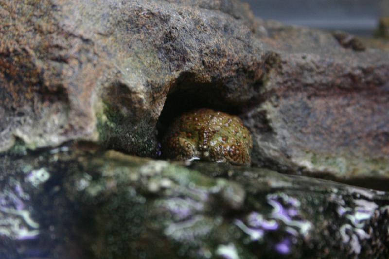 2007-12-15 12:43:32 ** Aquarium, Utah, Zoo ** Hinterteil einer Rotpunktkröte (Bufo punctatus).