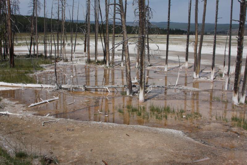 2009-08-03 10:27:08 ** Yellowstone National Park ** Trees in the area of Fountain Paint Pot.