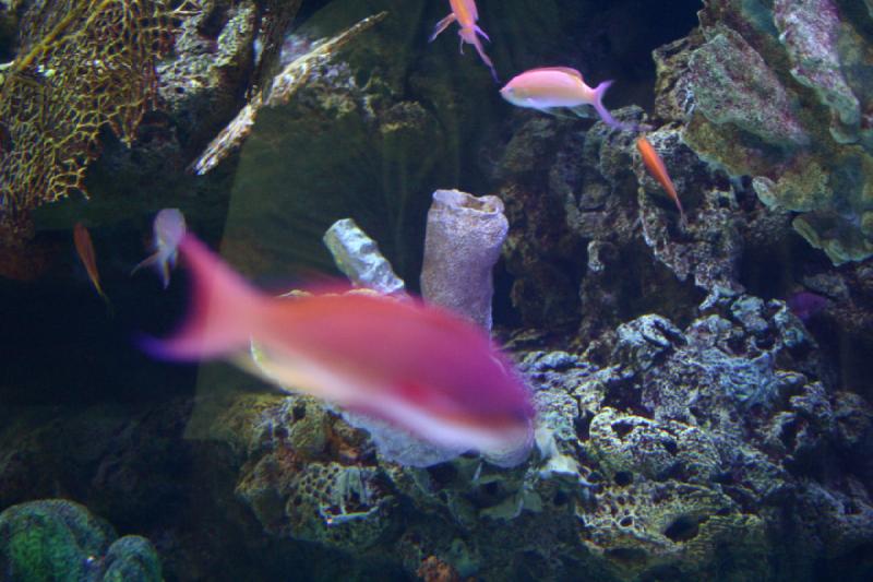 2007-10-13 13:02:46 ** Aquarium, California, Zoo ** Fish and corals. 2007-10-13 13:02:46 ** Aquarium, California, Zoo ** Fish and corals.