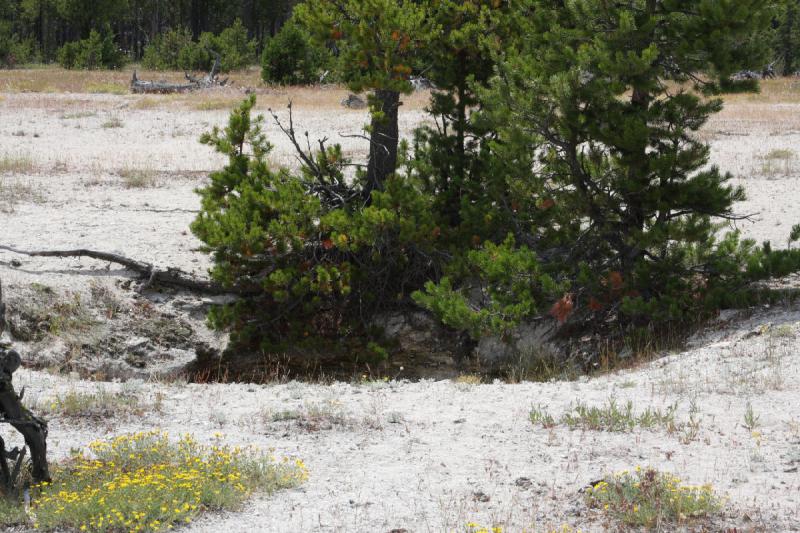 2009-08-03 13:16:06 ** Yellowstone National Park ** 