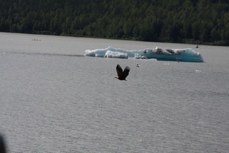 2012-06-20 16:31:51 ** Alaska, Juneau, Kreuzfahrt, Weißkopfseeadler ** 