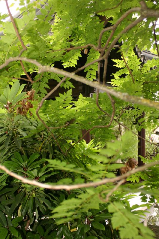 2005-05-05 12:27:40 ** Botanical Garden, Oregon, Portland ** Thick leaves.