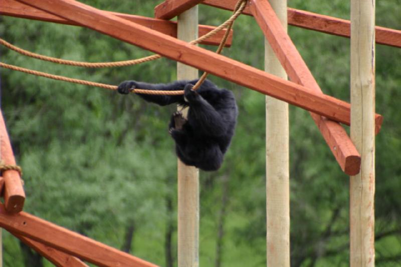 2005-05-07 15:14:01 ** Oregon, Roseburg, Zoo ** Rope swing.