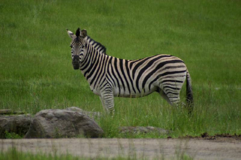 2005-05-07 14:57:40 ** Oregon, Roseburg, Zoo ** Zebra.