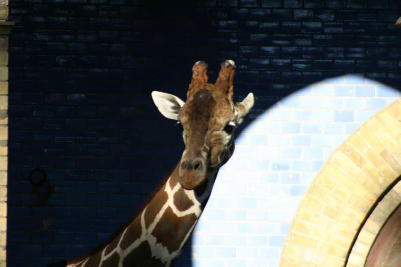 2005-08-24 17:46:28 ** Berlin, Germany, Zoo ** Giraffe.