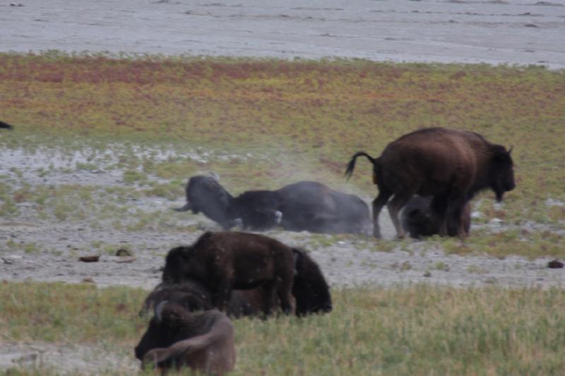 2013-08-24 13:51:36 ** Antelope Island, Bison, Utah ** 