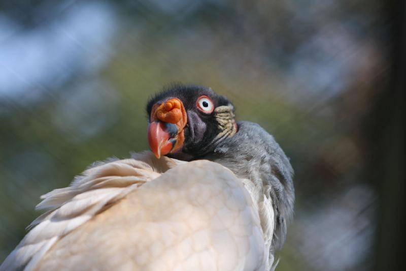 2010-04-13 16:11:06 ** Deutschland, Walsrode, Zoo ** 