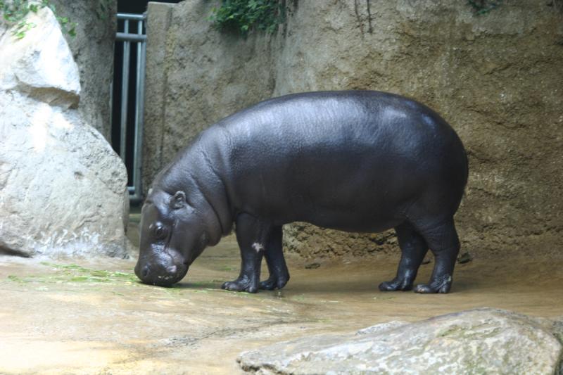 2005-08-24 14:36:17 ** Berlin, Deutschland, Zoo ** Zwergflußpferd.