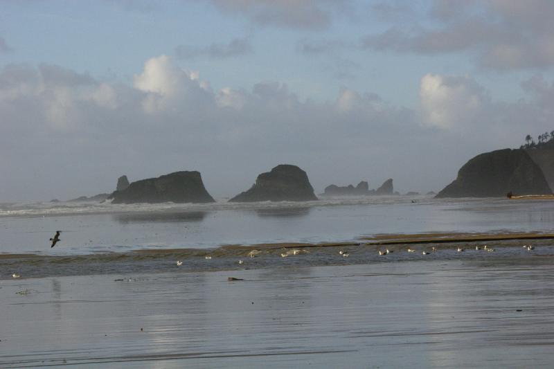 2006-01-28 16:46:46 ** Cannon Beach, Oregon ** Möwen in der Strömung.